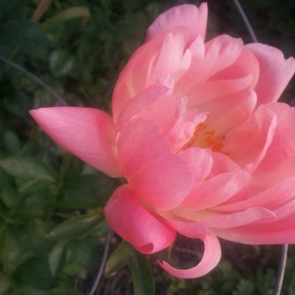 Meet your Posher, Melody - Picture 1 of 1